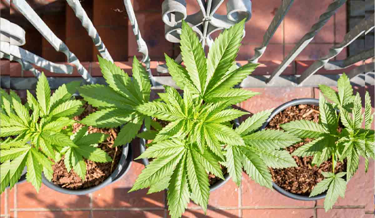 మేడ్చ‌ల్ జిల్లాలో గంజాయి మొక్క‌ల పెంప‌కం.. వ్య‌క్తి అరెస్ట్