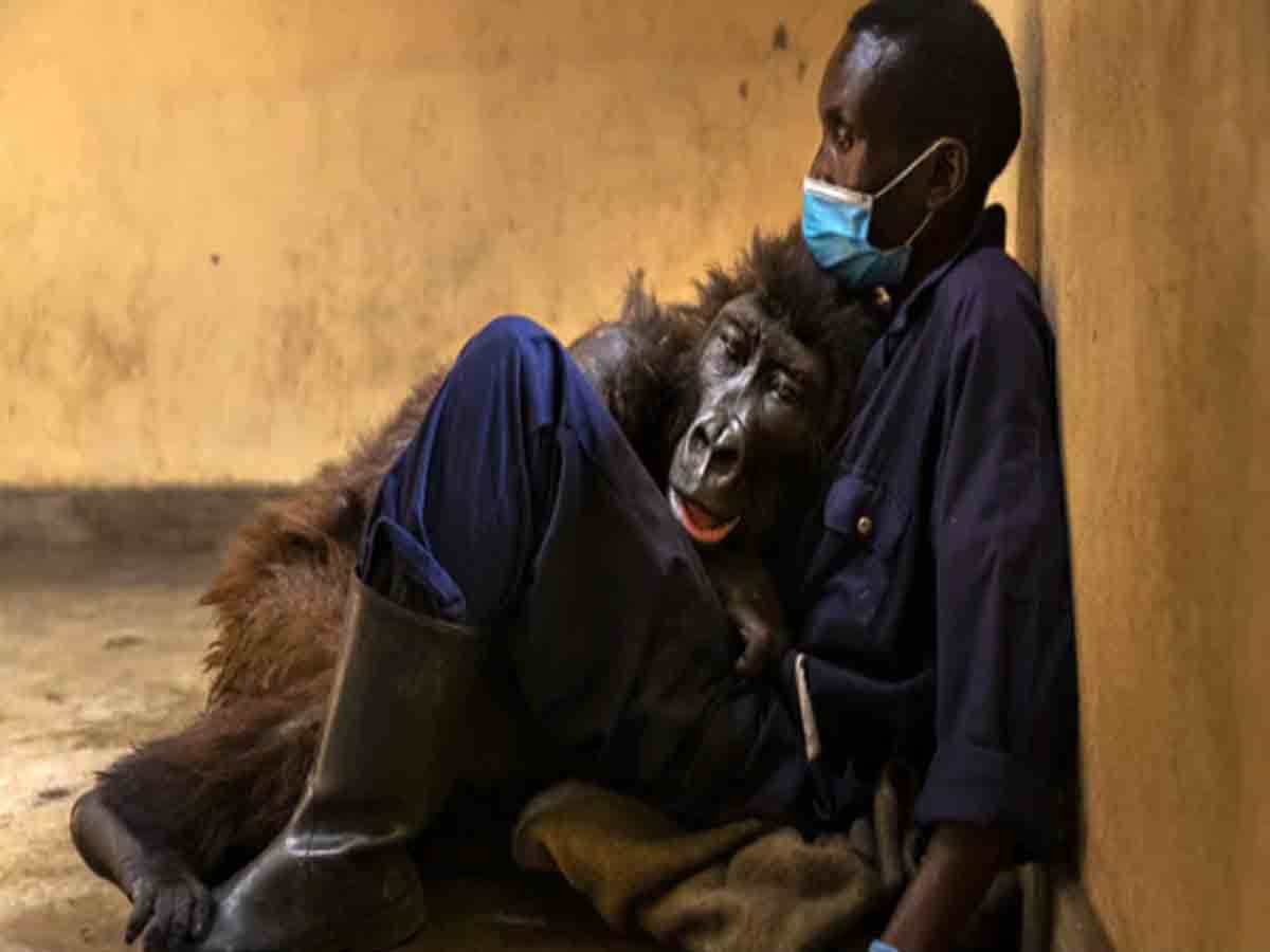 సంరక్షుడి ఒడిలో ప్రాణాలొదిన.. ప్రియమైన గొరిల్లా