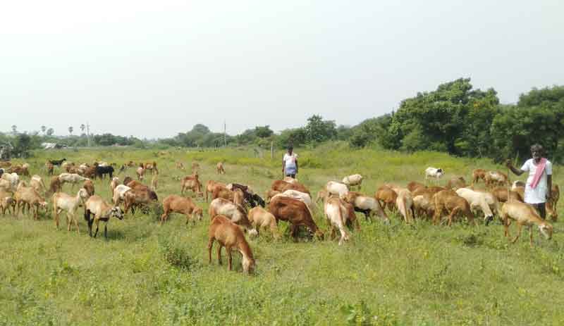 ఎలమందహాసం..