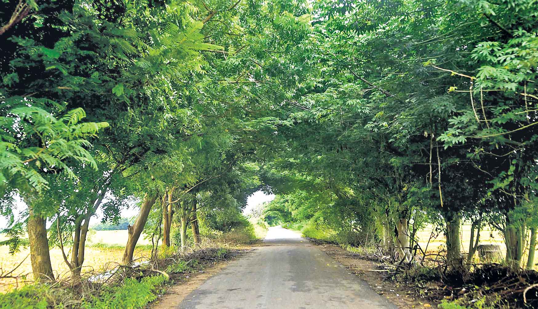 పచ్చదనపు ప్రతిధ్వని