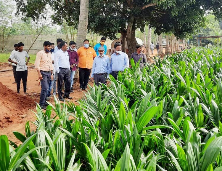 వేగంగా ‘ఆయిల్‌పాం మిషన్‌’