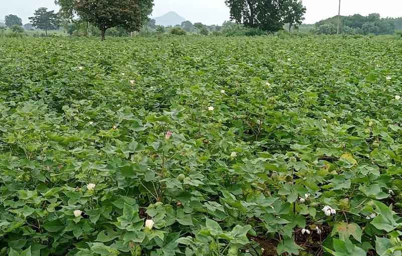 రైతుల సం పత్తి