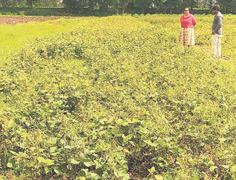 మధిర @ ఎంజీజీ385