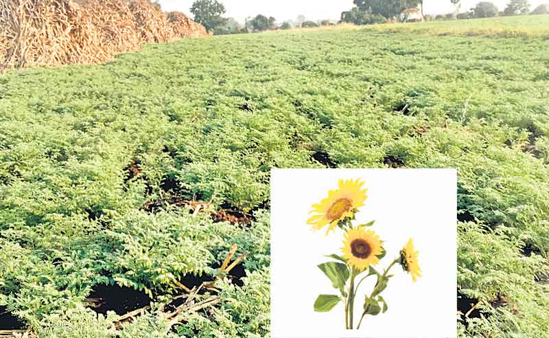 ప్రత్యామ్నాయం దిశగా..