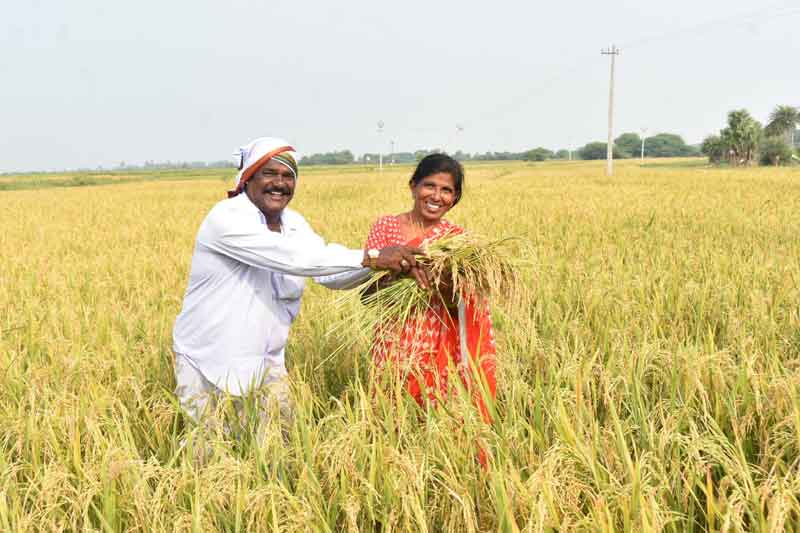 నాడు బీడు భూములు.. నేడు పచ్చని పొలాలు