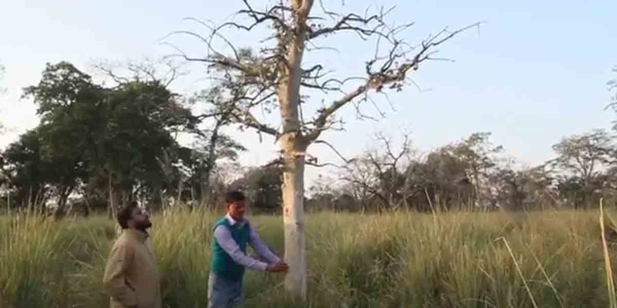 మ‌నిషి ముట్టుకుంటె న‌వ్వే చెట్లు.. ఎక్క‌డున్నాయో తెలుసా..?