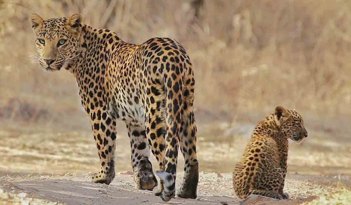 Leopards roamed | తిరుమలలో చిరుతపులుల కలకలం