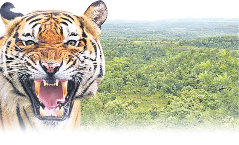 పులి కలకలం