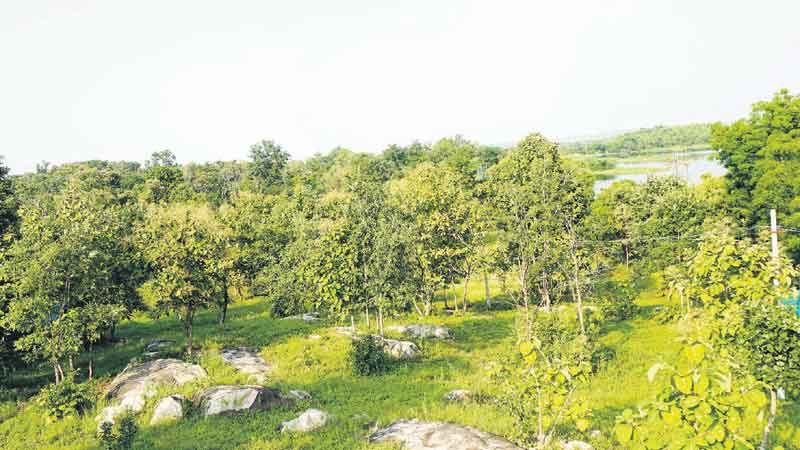 అడవి తల్లికి హరితహారం