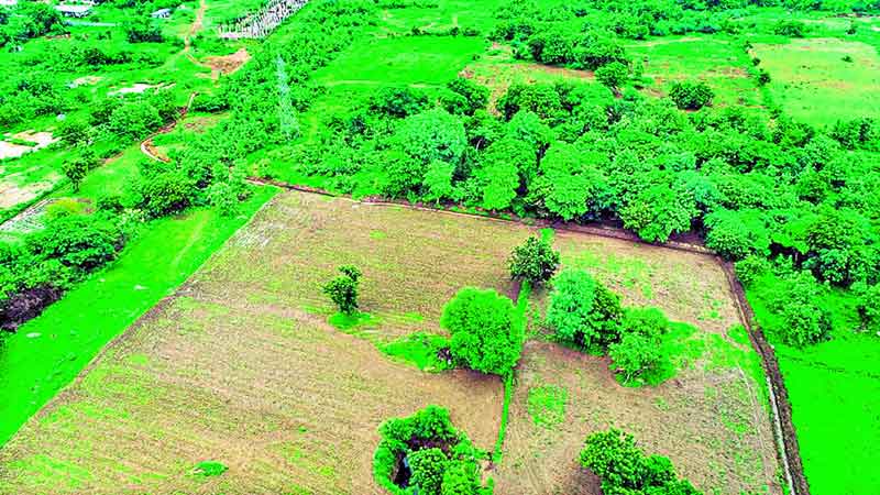 వడివడిగా అడుగులు