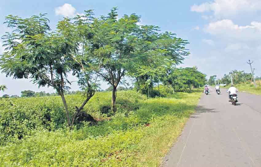 రహదారికి పచ్చలహరం