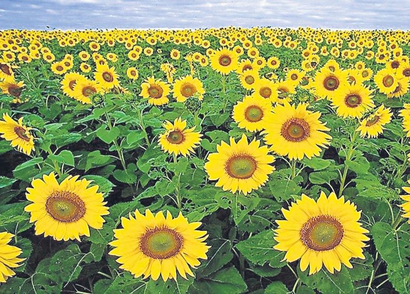 వర్రీ వద్దు..!