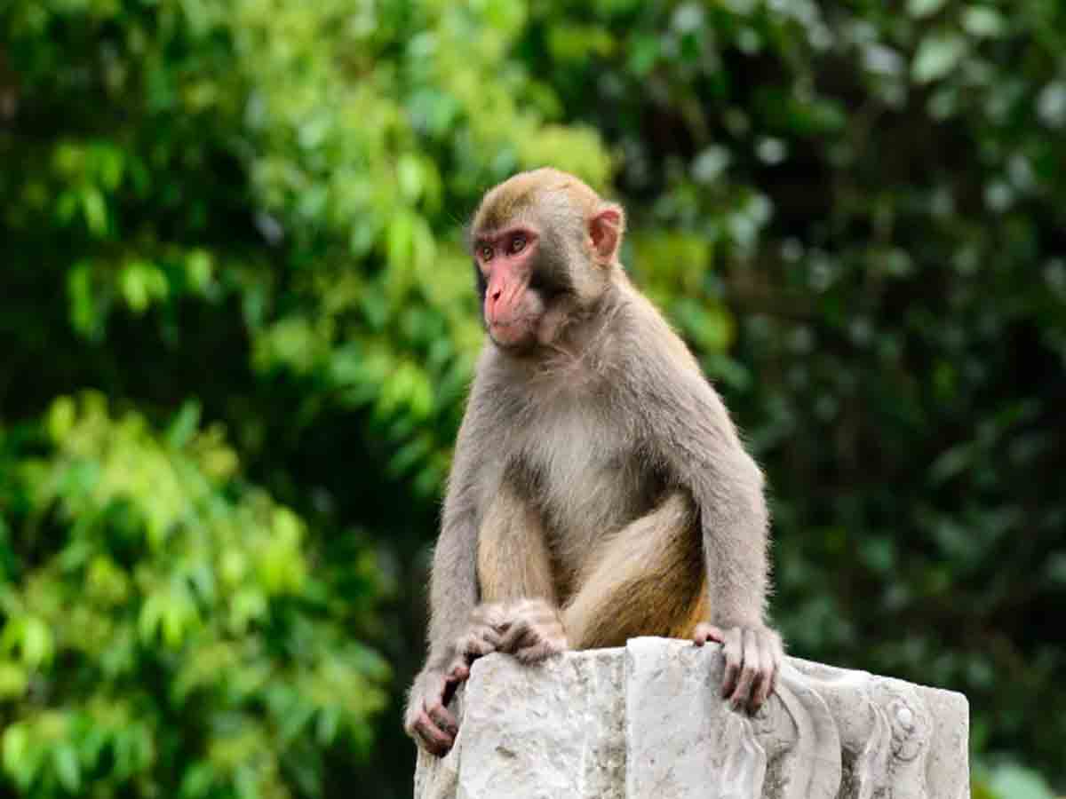 ఆటోలోని వ్యక్తి టవల్‌లో లక్ష నగదు.. లాక్కొని చెట్టు పైనుంచి వెదజల్లిన కోతి
