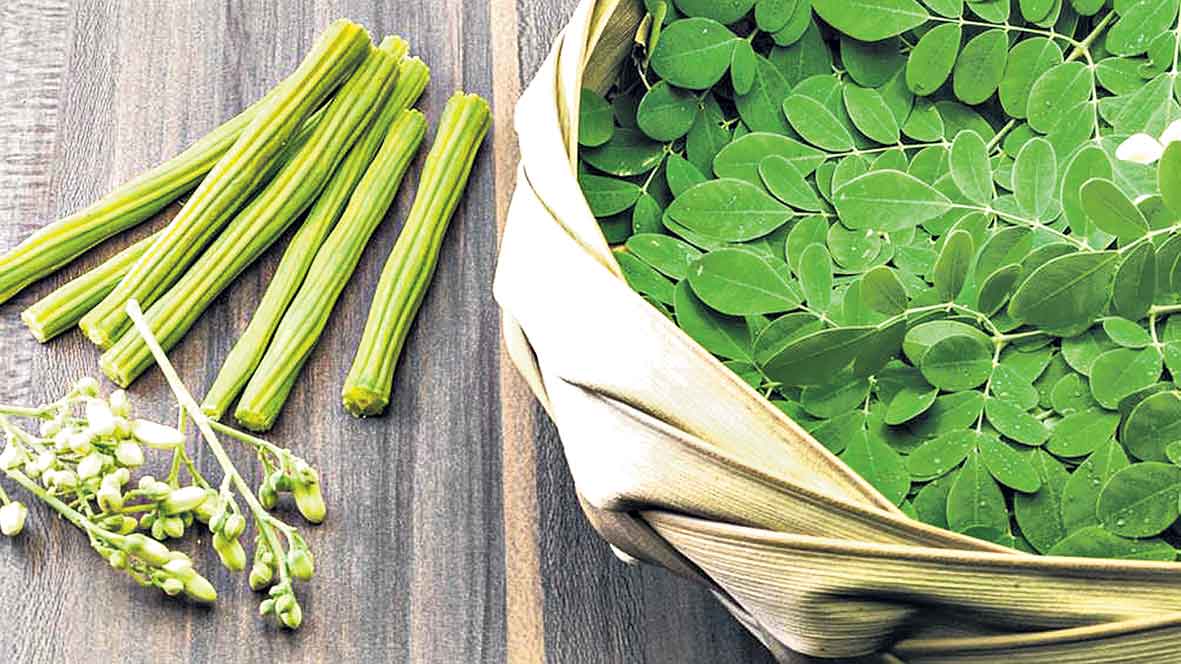 Drumstick : మునగాకు… మునగనివ్వదు!