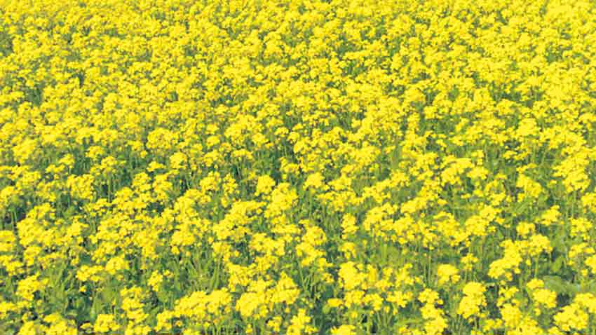 రూపాయికి.. రెండు రూపాయలు