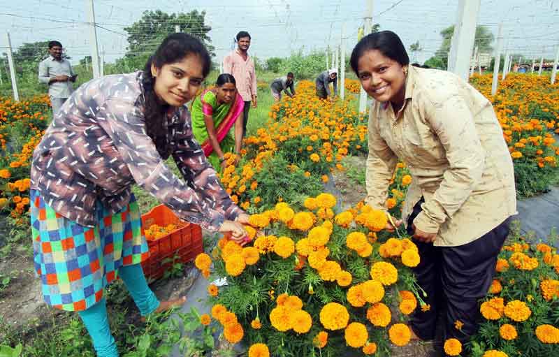 బంతి ‘పూల’ బాట..
