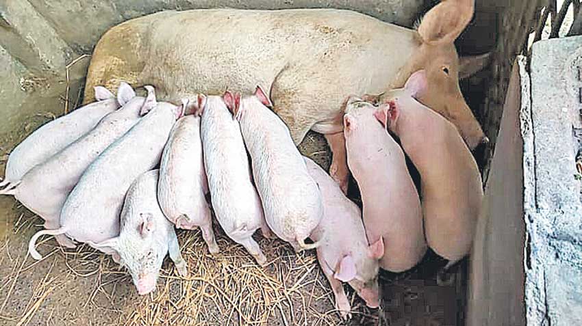 సిరులిస్తున్న సీమపంది.. త‌క్కువ పెట్టుబ‌డితో మంచి లాభాలు