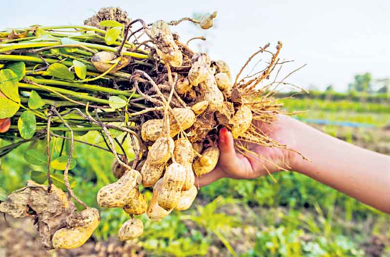 ప్రత్యామ్నాయానికి  ప్రణాళిక