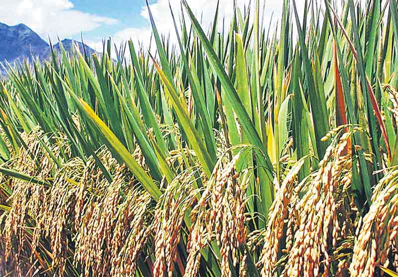 ధాన్యం సేకరణకు.. సన్నద్దం