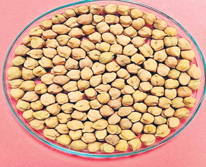 శనగలో 3 కొత్త వంగడాలు