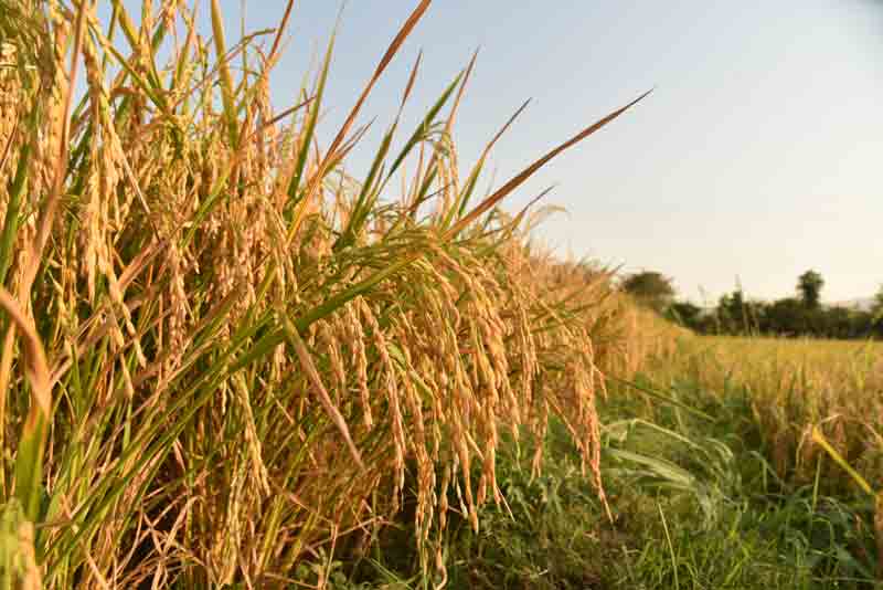 తెలంగాణపై ఆంధ్రజ్యోతి అక్కసు