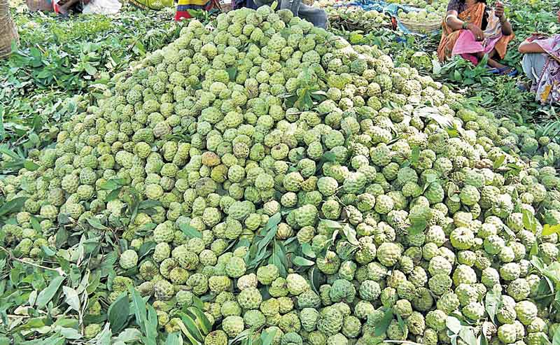 మధురం.. సీతాఫలం