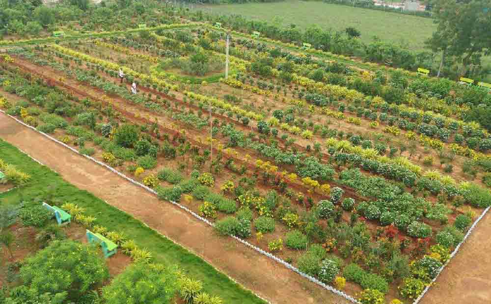 సూర్యపేట తాపం.. తగ్గించిన హరితం..