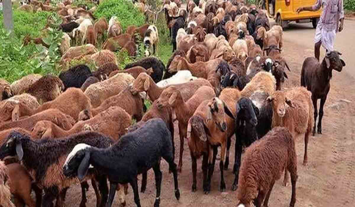 వ‌రంగ‌ల్ జిల్లాలో ఆంత్రాక్స్ క‌ల‌క‌లం.. నాలుగు గొర్రెలు మృతి