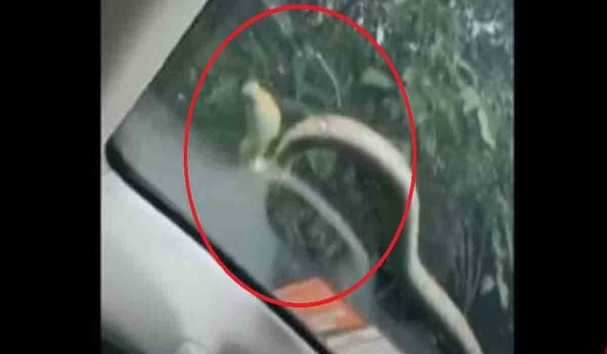 Viral Video: ర‌న్నింగ్ కారు విండ్ స్క్రీన్‌పై పాము ప‌రుగులు.. మొబైల్‌లో వీడియో తీసిన యువ జంట‌..!