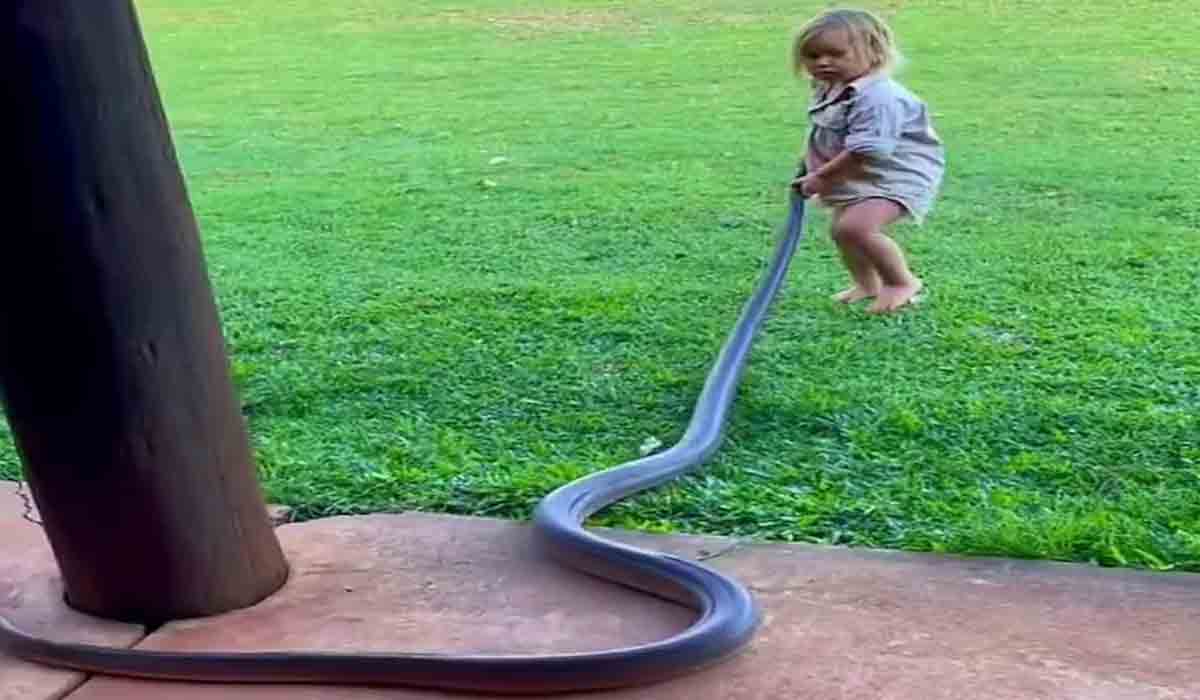 Viral Video | ఈ బుడ్డోడు మామూలోడు కాదు.. ఈ భారీ పామును ఎలా లాగాడో చూడండి..