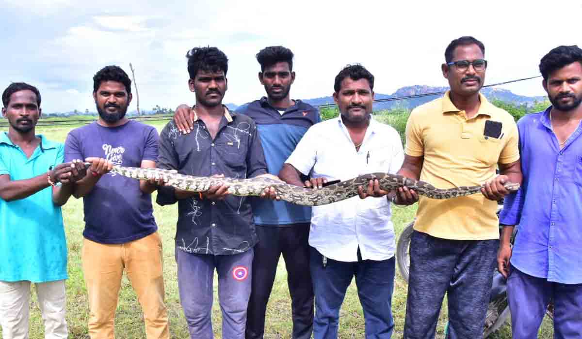 Wanaparthy | చేప‌ల వ‌ల‌కు చిక్కిన కొండచిలువ‌