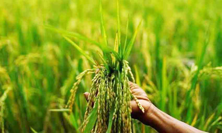 వరి సాగుపై అన్నీ విషపు రాతలే