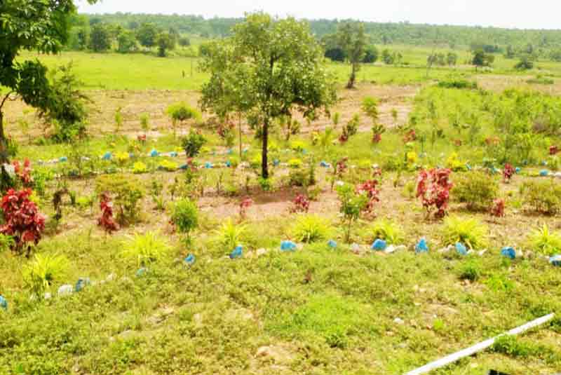 వనాలతో పచ్చందాలు