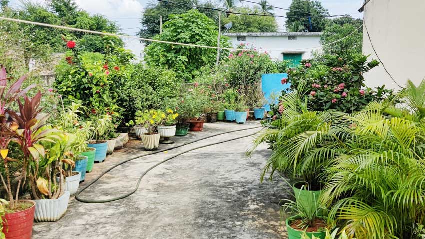 పచ్చని లోగిళ్లు