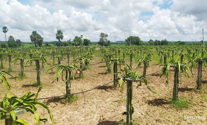 లాభాల ఫ్రూట్‌.. డ్రాగన్‌