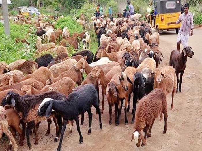పశు సంపదకు ఊతం