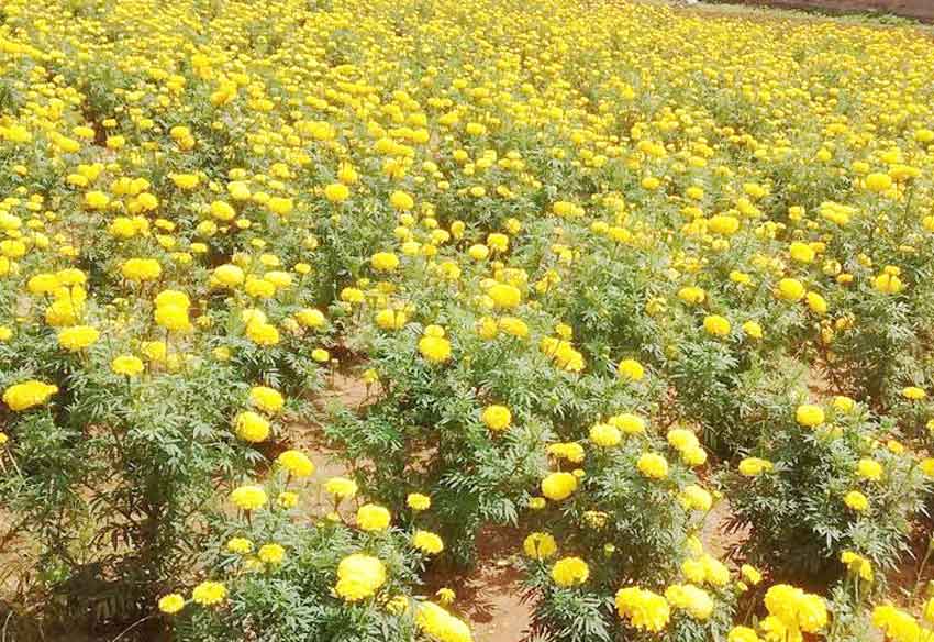 బంతి పూల సాగుతో భలే ఆదాయం.. ఆసక్తి చూపుతున్న రైతులు