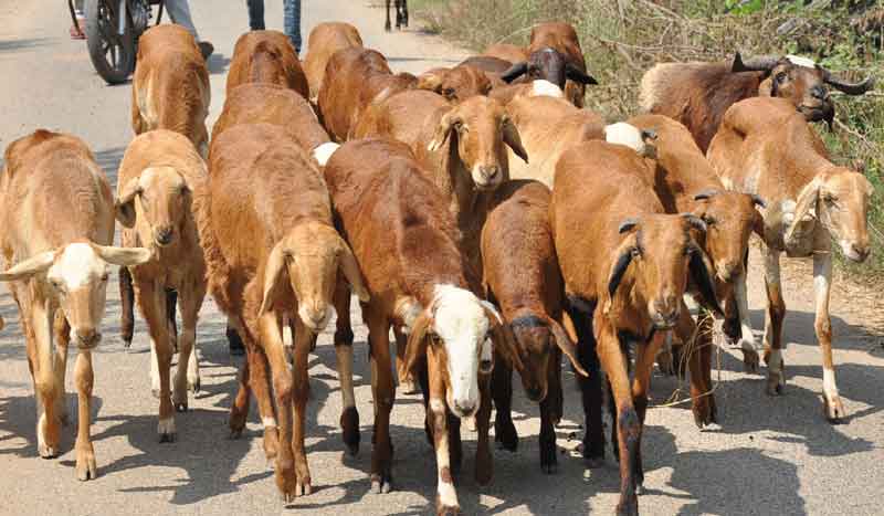 పశు పోషణకు ప్రోత్సాహం