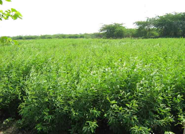 యాసంగిలోవరి వద్దు