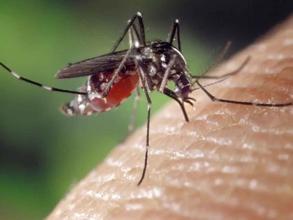 Zika Virus in UP | యూపీలో జికా వైర‌స్‌.. వాయుసేన అధికారికి ఇన్‌ఫెక్ష‌న్‌!