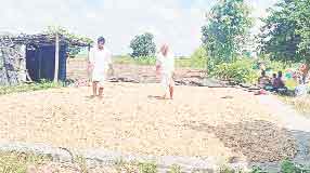 సోయా రులు