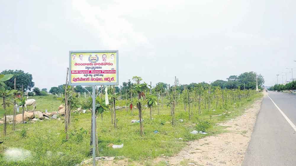 హరిత ప్రేమికులు..