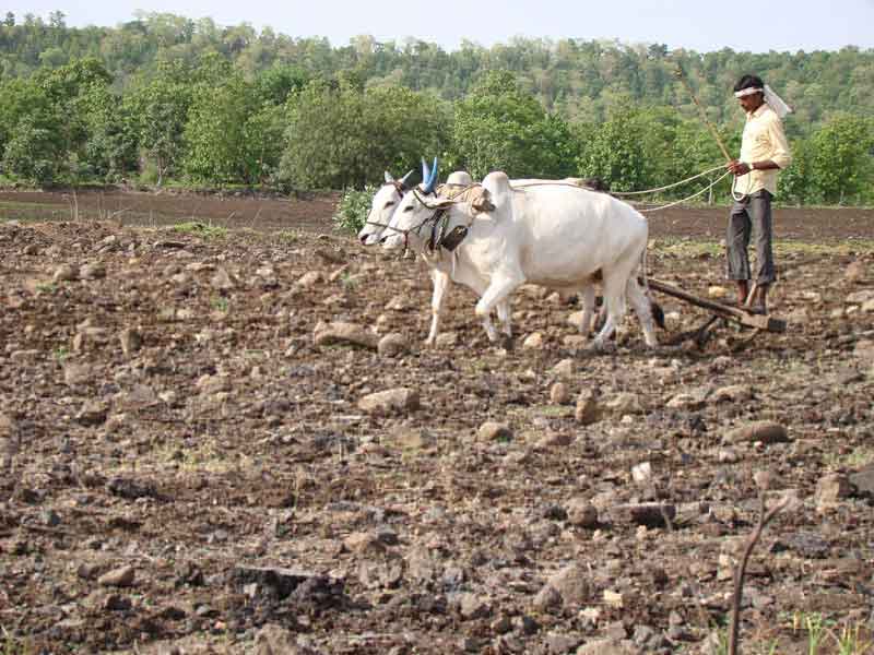 అడవి బిడ్డల ఆనందం