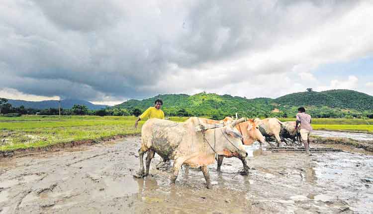 మెతుకు పూలు