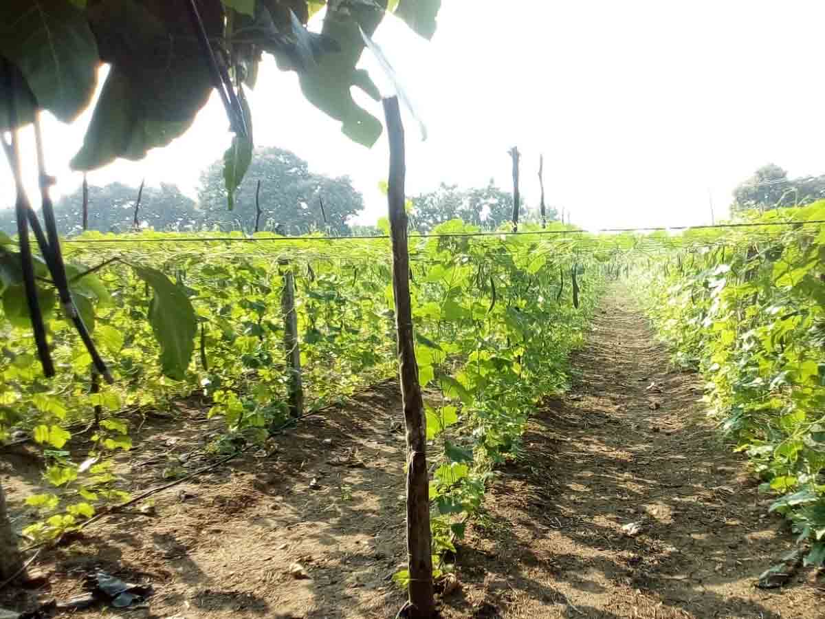 Agriculture | ప్రత్యామ్నాయ పంటలపై ఆసక్తి చూపుతున్న అన్నదాతలు…