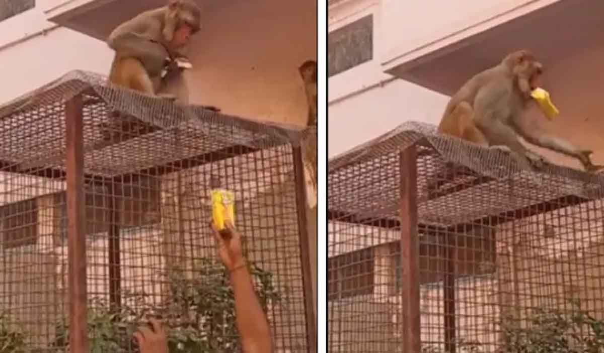 Smart Monkey : దీని తెలివి తెల్లార.. ఈ కోతి తెలివి చూస్తే నోరెళ్ల‌బెడ‌తారు.. వైర‌ల్ వీడియో