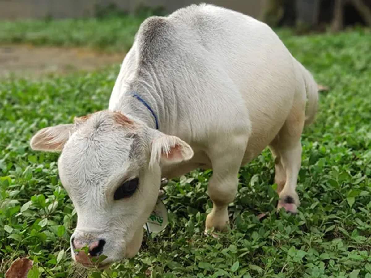 World’s Shortest Cow : మరుగుజ్జు ఆవు.. ప్రపంచంలోనే అత్యంత పొట్టి ఆవు.. దాని హైట్ ఎంతో తెలిస్తే ఆశ్చర్యపోతారు
