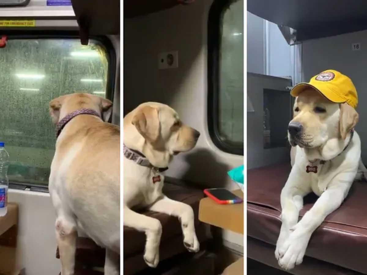 Dog’s Train Journey : ముంబై టు భువనేశ్వర్.. ఆ కుక్క రైలు ప్రయాణం అలా సాగింది..