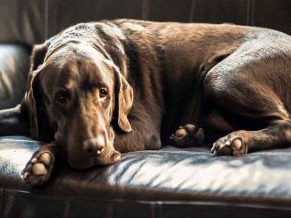 దారుణం : కుక్క‌పై వృద్ధుడి లైంగిక దాడి