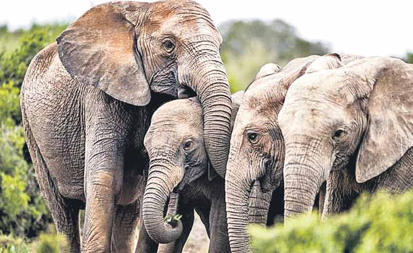 దంతాలు రాని ఏనుగులు!